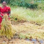 किसान काँग्रेसकडून काळी दिवाळी; ओला दुष्काळ जाहीर करण्याची मागणी