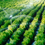 स्वीकृत नगरसेवक पदासाठी मनसेत चेतन पेडणेकर यांच्या नावावर शिक्कामोर्तब?