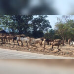 धारावी कोळीवाड्याच्या बाह्य सीमांकनासाठी समिती; तीन महिन्यांत अहवाल सादर करण्याचे निर्देश