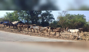Donkeys used for carrying construction material on Raigad Fort standing exhausted near roadside in Mahad