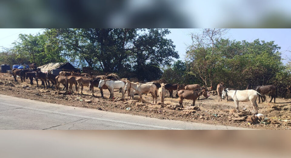 Donkeys used for carrying construction material on Raigad Fort standing exhausted near roadside in Mahad