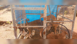 Several stray dogs kept inside a temporary cage at Raigad Fort during security arrangements for the Shivrajyabhishek ceremony.