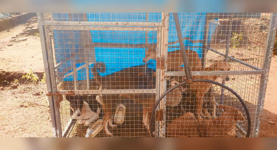 Several stray dogs kept inside a temporary cage at Raigad Fort during security arrangements for the Shivrajyabhishek ceremony.