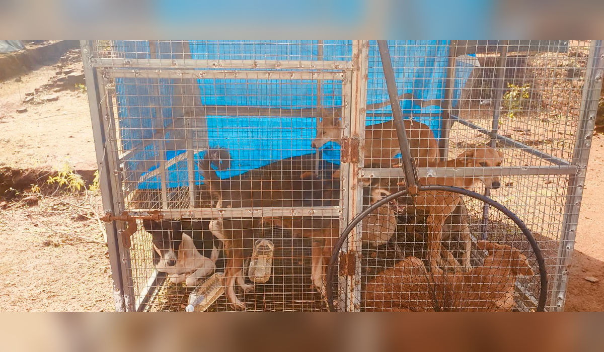 Several stray dogs kept inside a temporary cage at Raigad Fort during security arrangements for the Shivrajyabhishek ceremony.