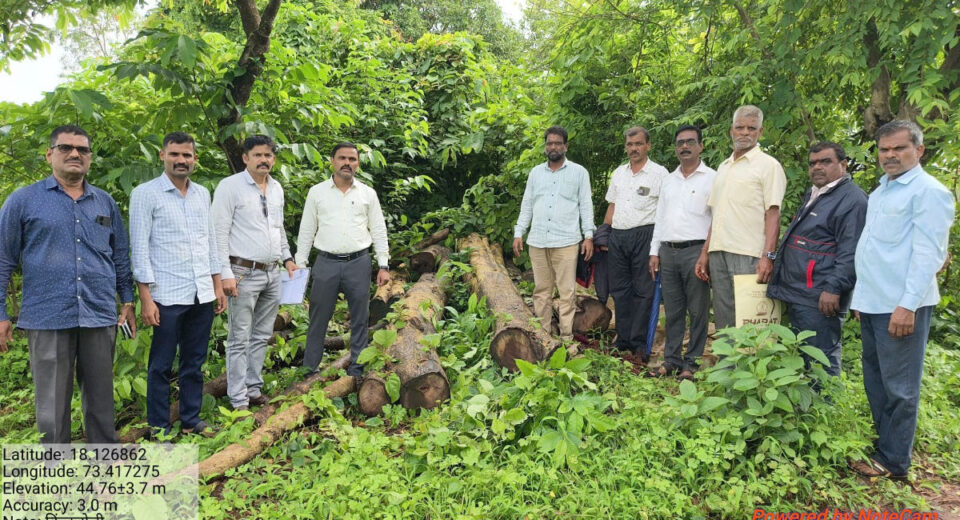 महाड तालुक्यातील किंजळोली येथे जप्त करण्यात आलेल्या सागवान लाकडासह वनविभागाचे अधिकारी आणि कर्मचारी