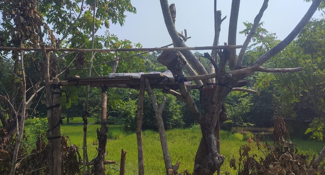 महाड तालुक्यात भातशेतीजवळ वन्यप्राण्यांपासून पिकाचे संरक्षण करण्यासाठी उभारलेले मचाण