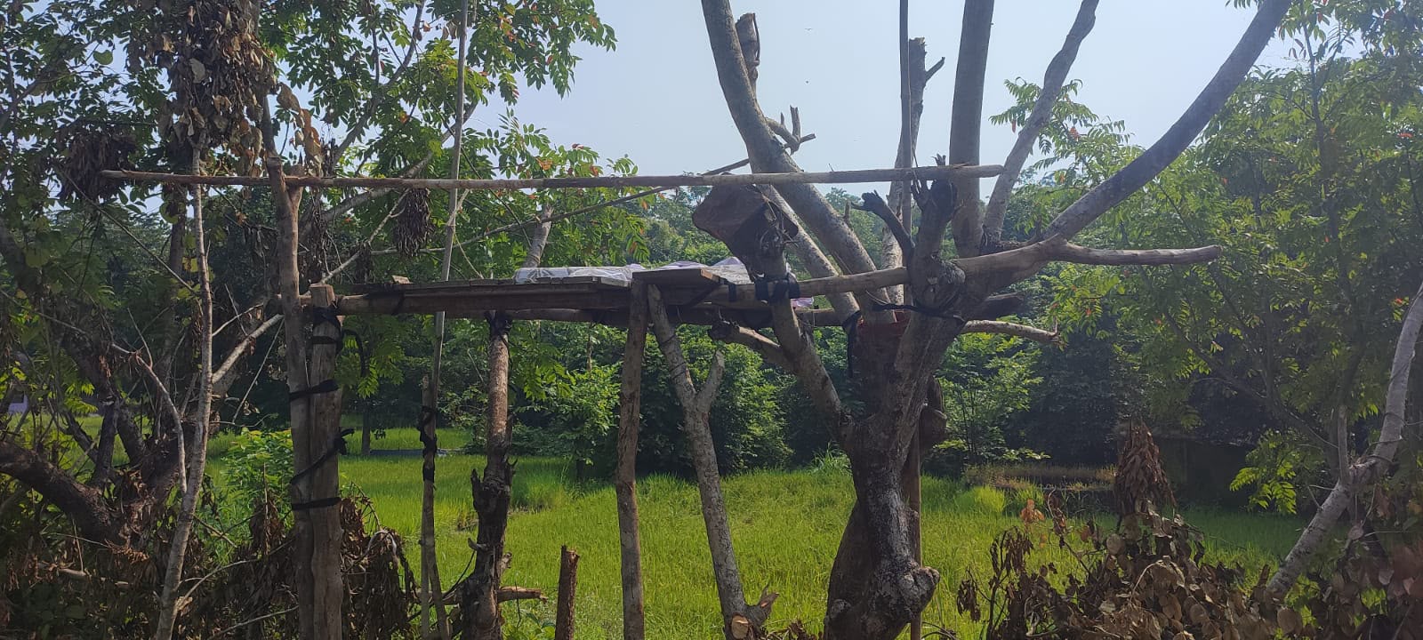 महाड तालुक्यात भातशेतीजवळ वन्यप्राण्यांपासून पिकाचे संरक्षण करण्यासाठी उभारलेले मचाण